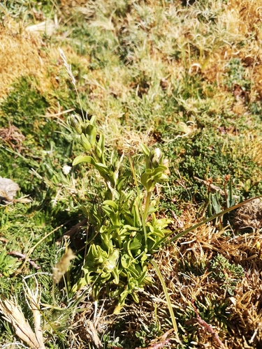 Gentianella ottonis, photograph 6