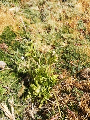 Gentianella ottonis, photograph Aira Francisca Faúndez Fallau, CC BY, iNaturalist via GBIF