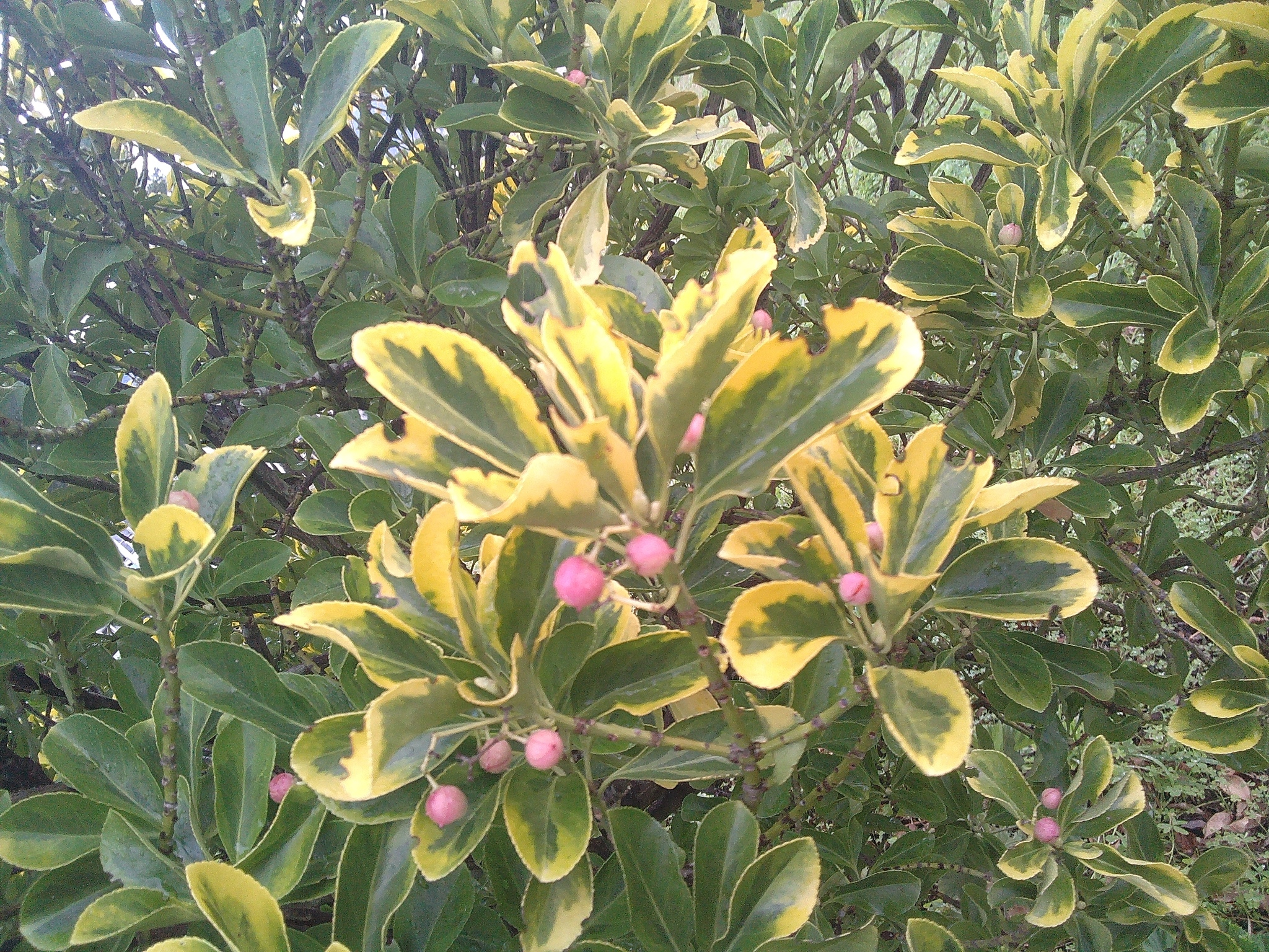 Euonymus japonicus