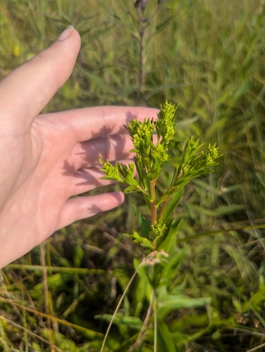 Ohio Goldenrod (Solidago ohioensis)