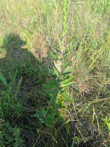 Missouri Ironweed (Vernonia missurica)