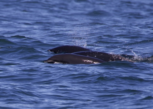 Northern Right Whale Dolphin