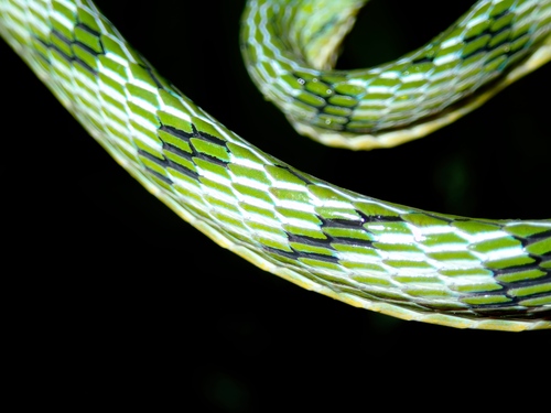 Red-eyed Vine Snake