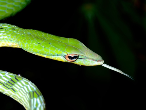 Red-eyed Vine Snake
