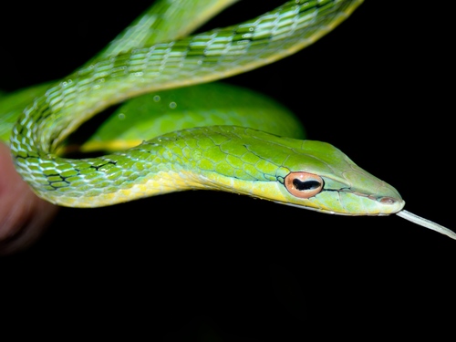 Red-eyed Vine Snake