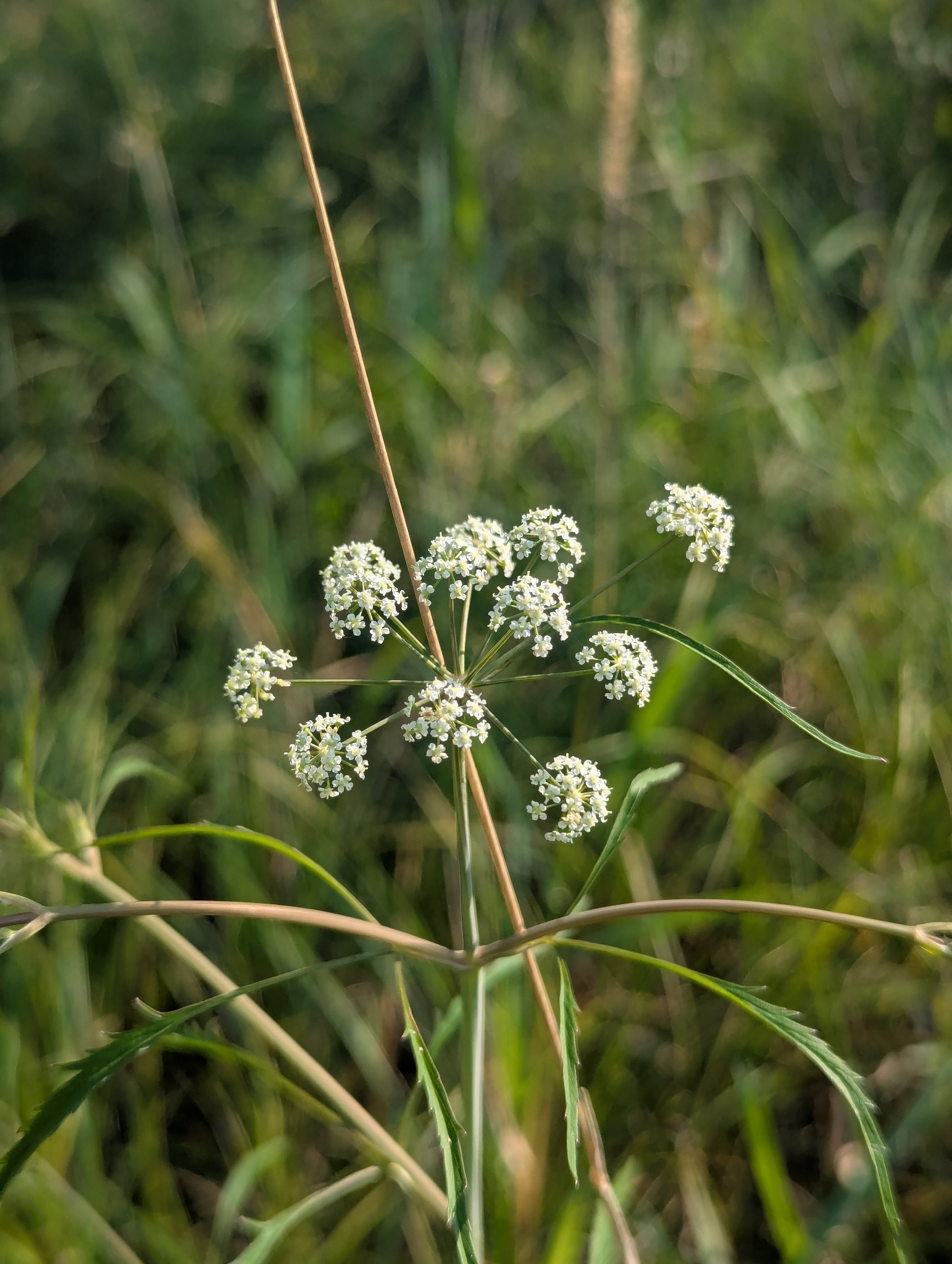Bulblet-Bearing Water Hemlock (Cicuta bulbifera)