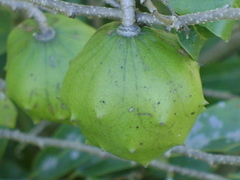Annona globiflora