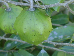 Annona globiflora