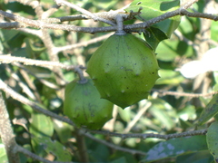 Annona globiflora