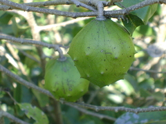 Annona globiflora