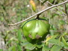 Annona globiflora