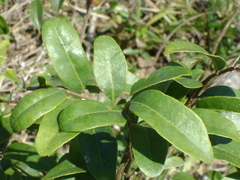 Annona globiflora
