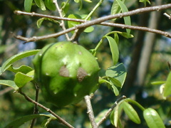 Annona globiflora