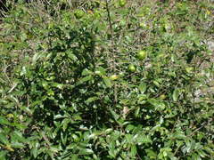 Annona globiflora