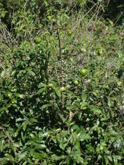 Annona globiflora