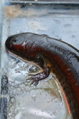 Siren lacertina
