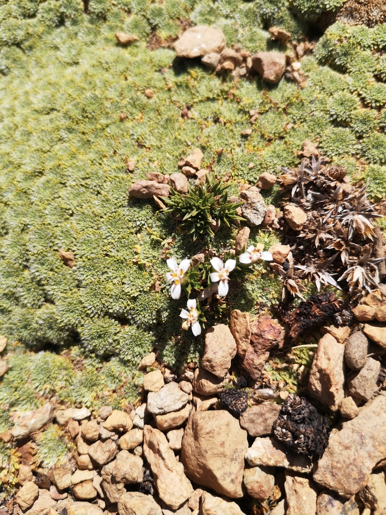Nassauvia looseri