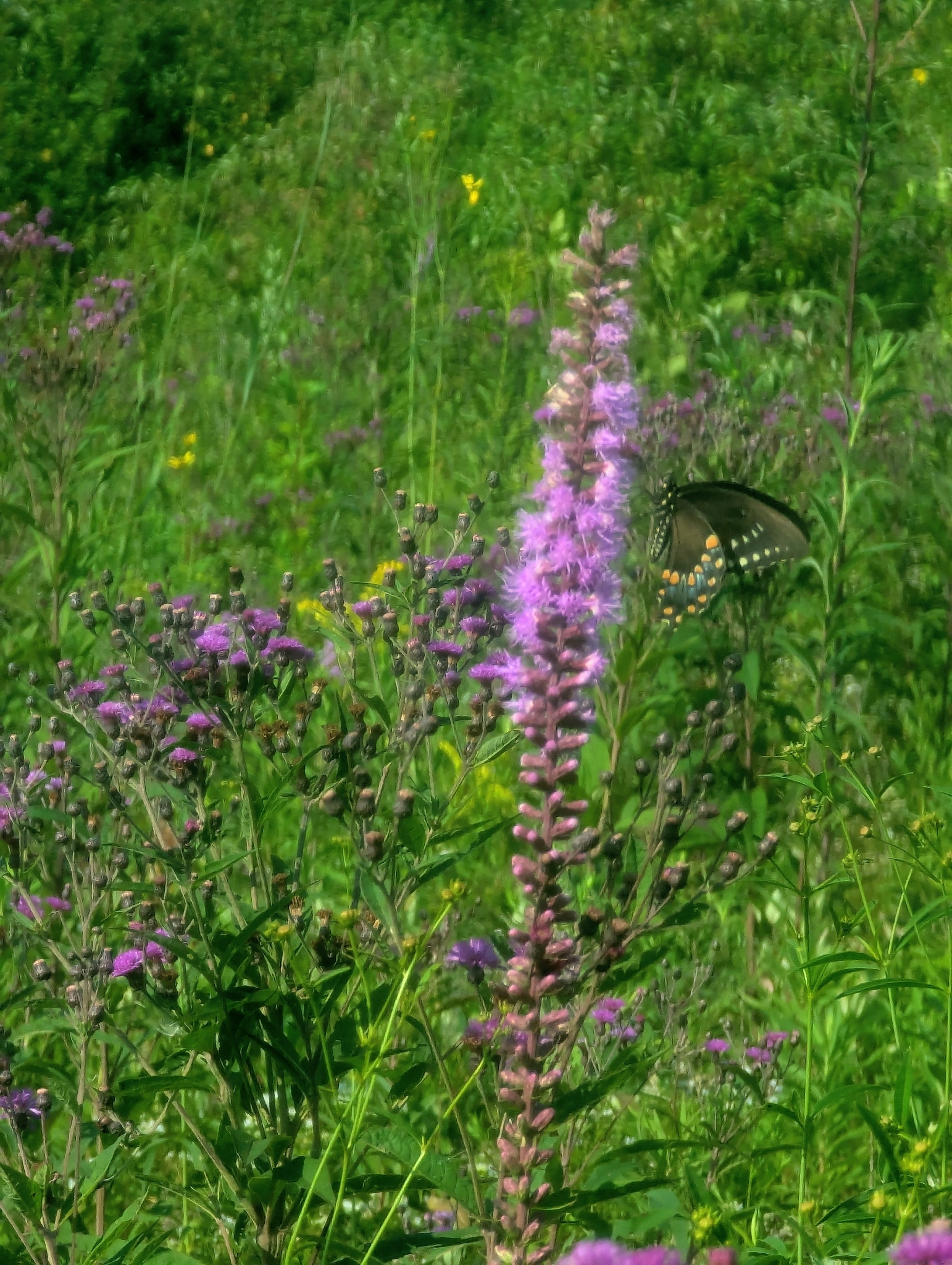 Dense Blazing Star (Liatris spicata)