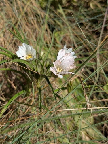 Monsonia attenuata