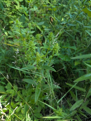 swamp lousewort (Pedicularis lanceolata)