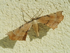 Artiora evonymaria