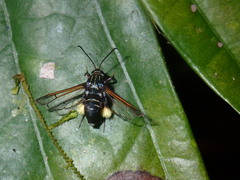 Euryphrissa plumipes