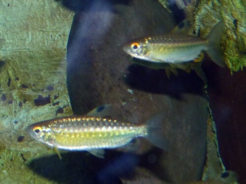 African red-eyed characin (Arnoldichthys spilopterus) — Alestidae — 5