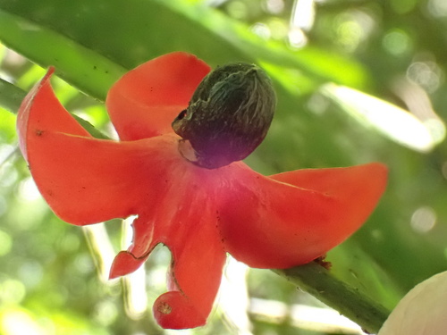 Heisteria cauliflora (Heisteria cauliflora)