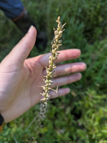 White-tubed Colicroot (Aletris farinosa)