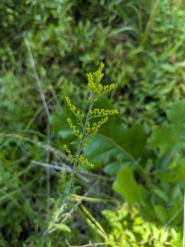 field goldenrod (Solidago nemoralis)