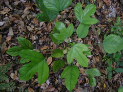 Dendropanax arboreus