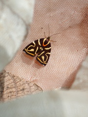 Hemerophila albertiana