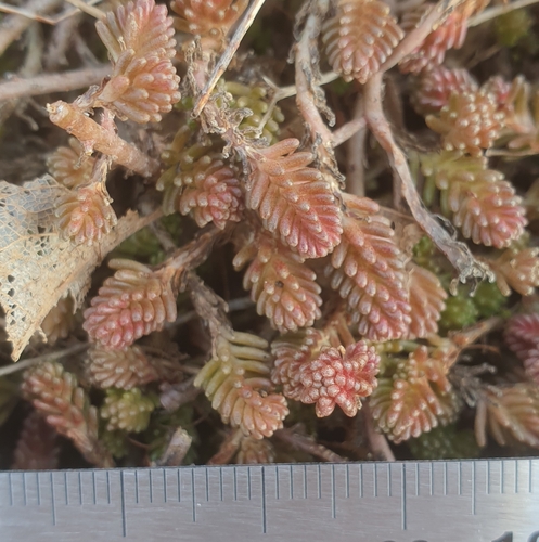 Tasteless stonecrop