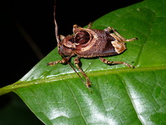 Trypanidius andicola