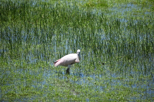 Roseate Spoonbill