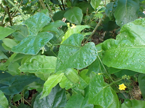 Melothria scabra (Melothria scabra)