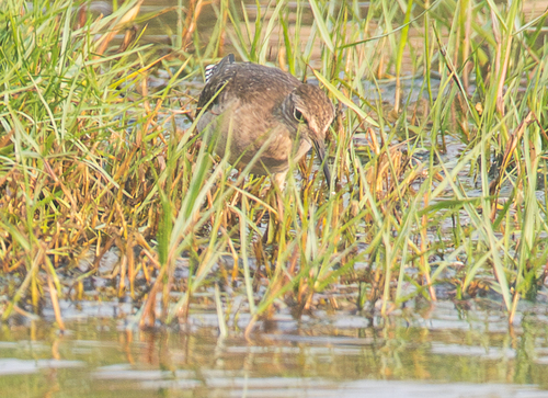 Wood Sandpiper (Tringa glareola), photo 6