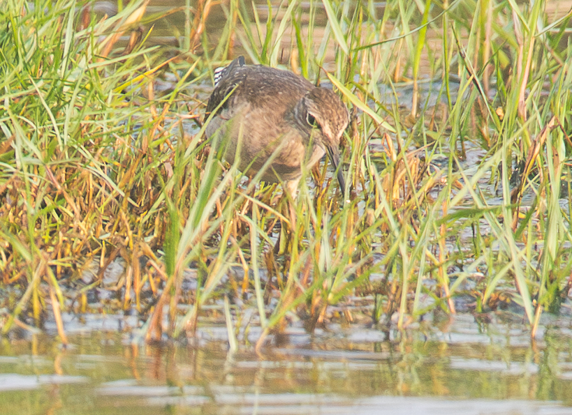 Wood Sandpiper (Tringa glareola), photo 6