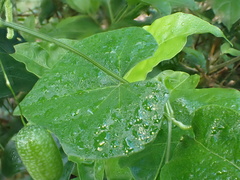 Melothria scabra, photograph author not stated, no rights reserved