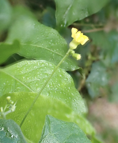 Melothria scabra, photograph 3