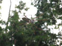 Nephila cornuta