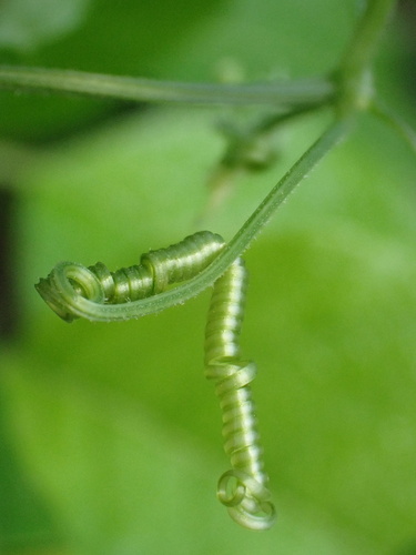 Melothria scabra, photograph 4
