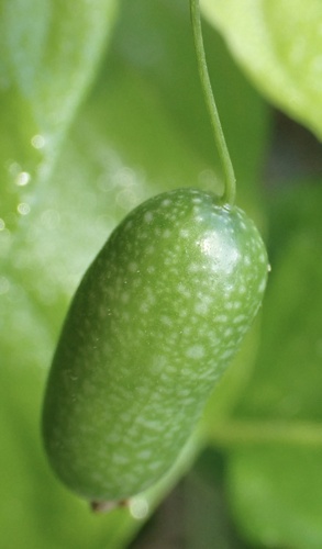 Melothria scabra, photograph 5