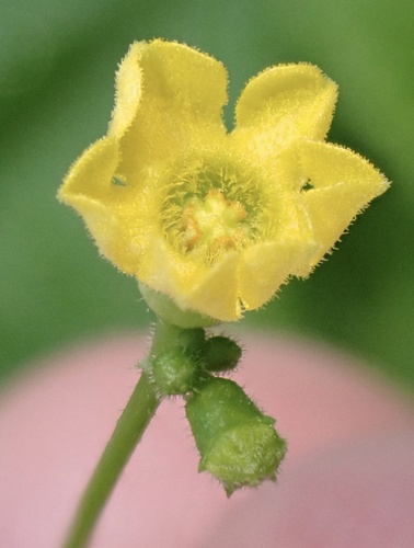 Melothria scabra, photograph 1
