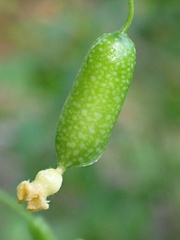 Melothria scabra, photograph author not stated, no rights reserved