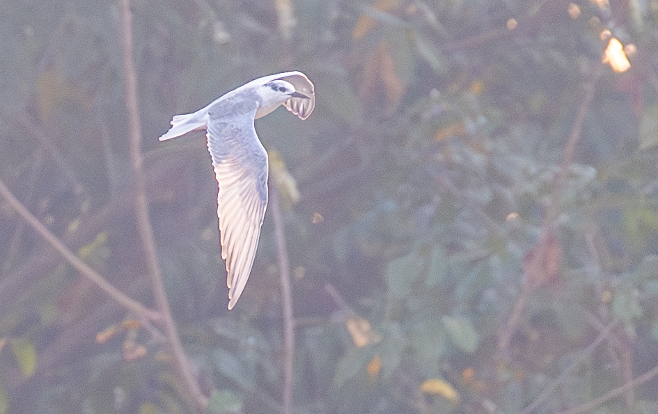 Whiskered Tern (Chlidonias hybrida), photo 3