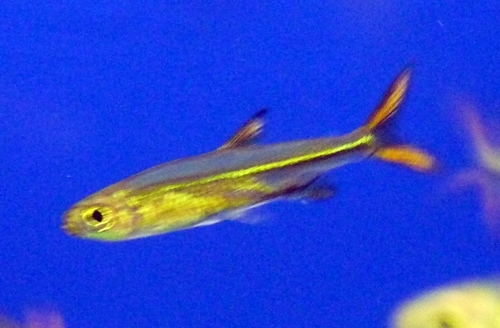 Jelly bean tetra (Ladigesia roloffi) — Alestidae — 4
