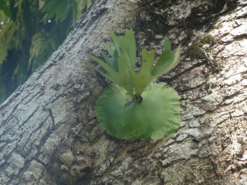 Platycerium alcicorne observed 2026-01-21