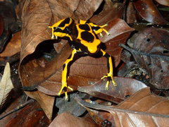Dendrobates tinctorius