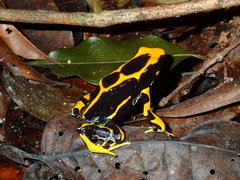 Dendrobates tinctorius